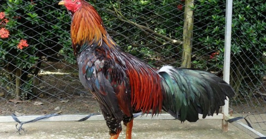 Bí kíp giúp nâng cao điểm số khi chọi gà nòi