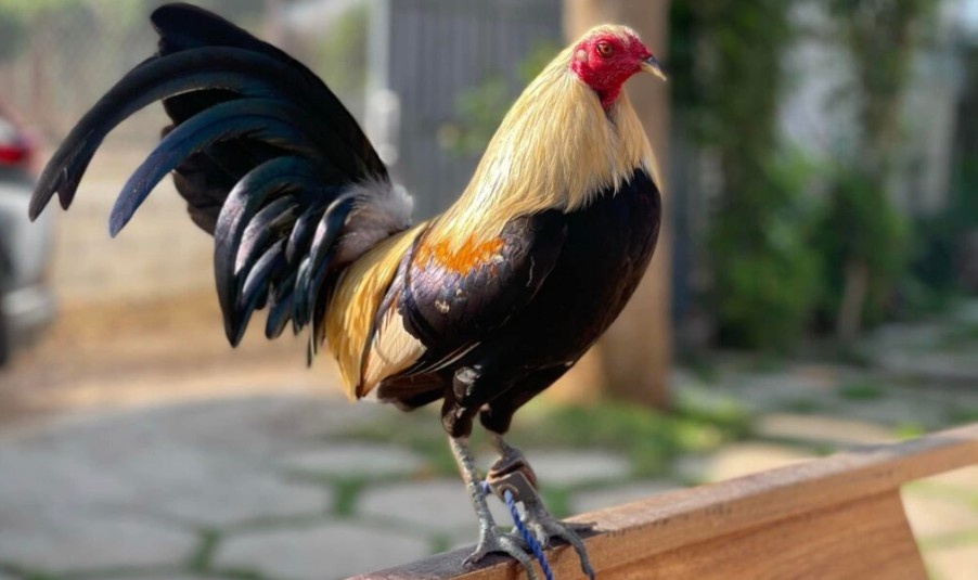 Cách nuôi gà tre đá hiệu quả từ giống chuẩn