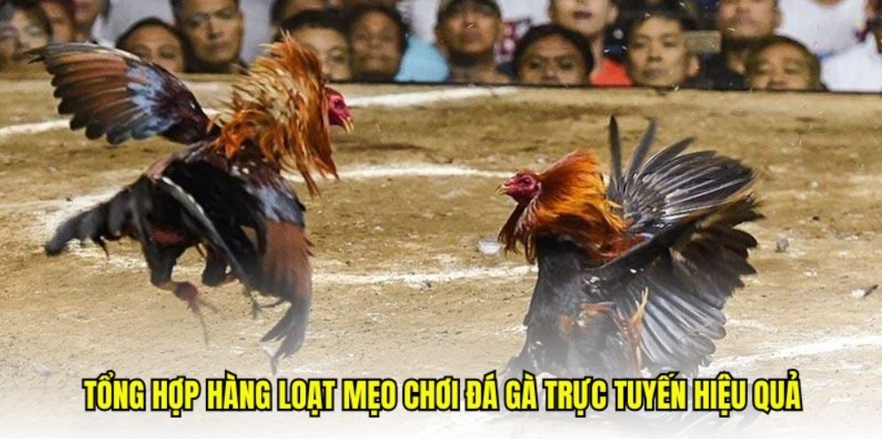 Cửa BDD hòa có tỷ lệ thưởng cực cao